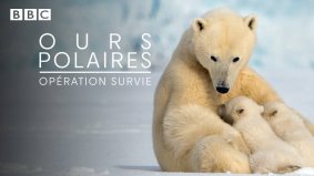 Ours polaires, opération survie